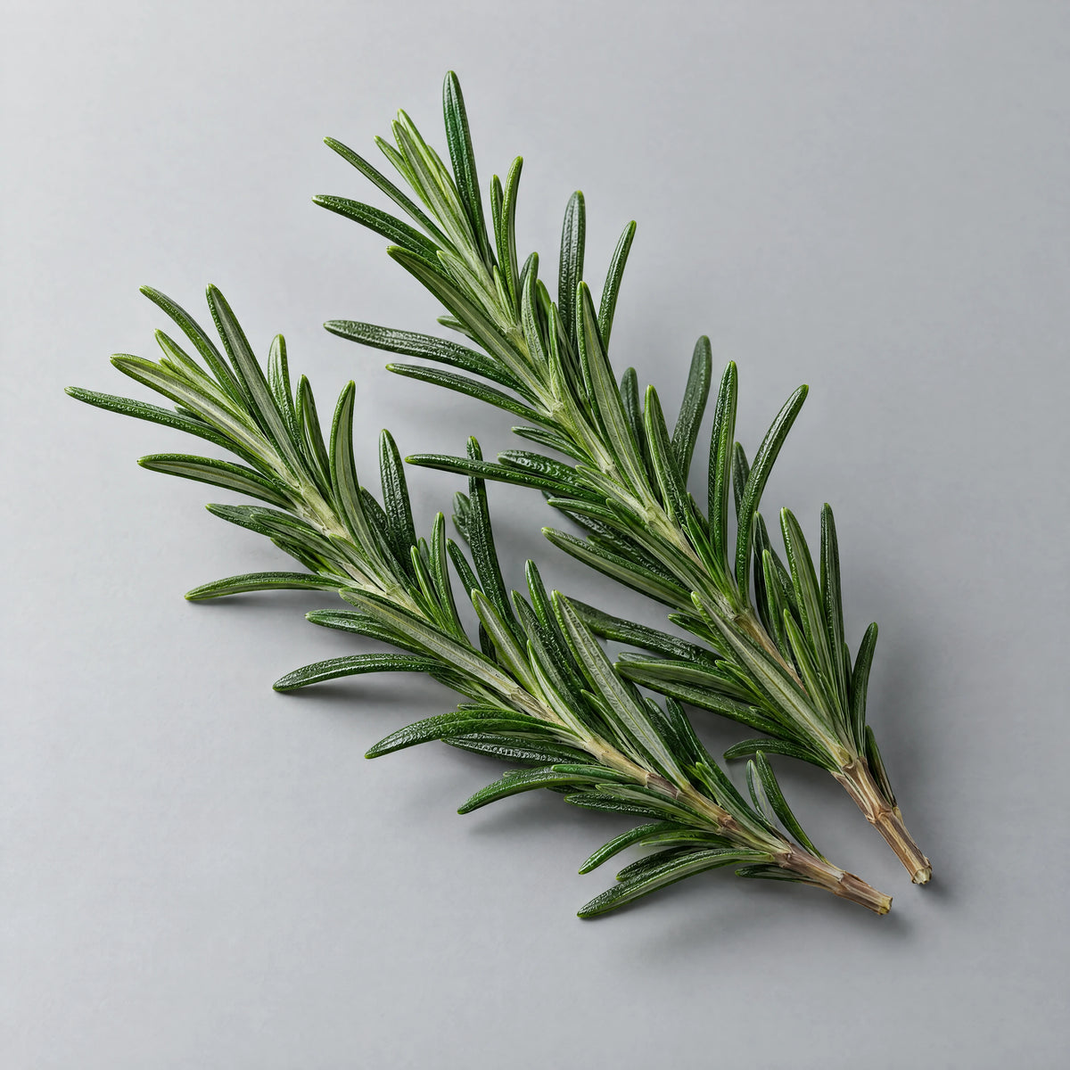 Illustrative rosemary ingredient photograph